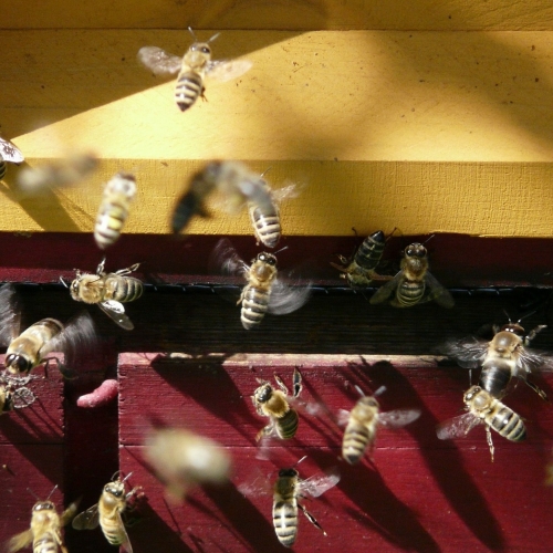 honey bees 7447 1920